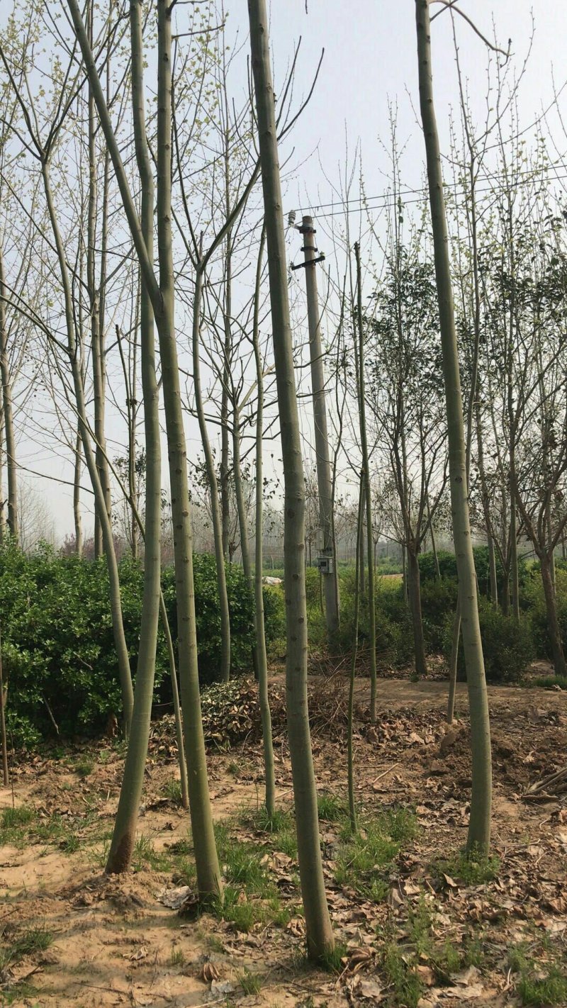大量供应青桐中国梧桐各种规格大小苗