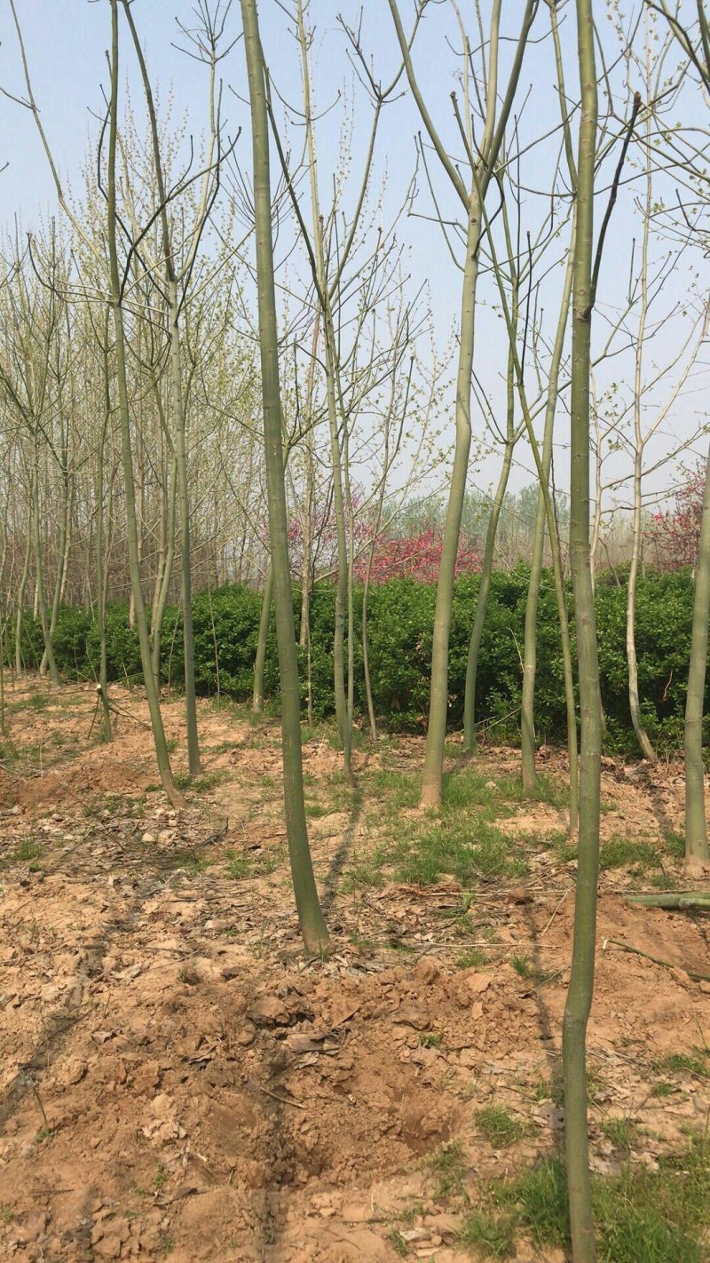 大量供应青桐中国梧桐各种规格大小苗