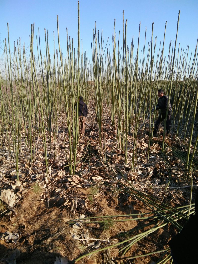 大量供应青桐中国梧桐各种规格大小苗