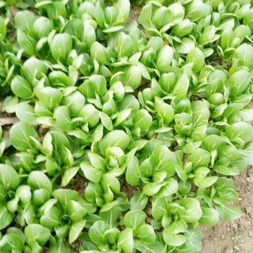 精品油菜