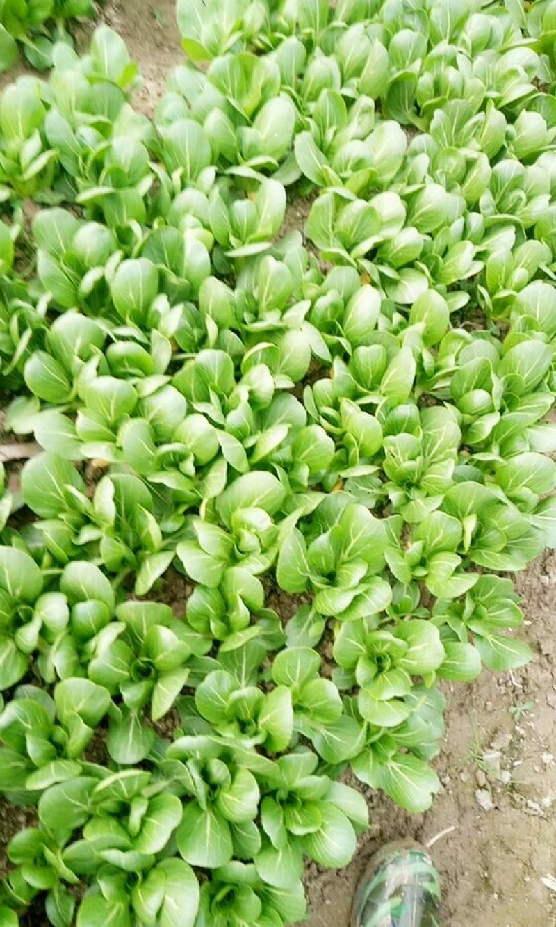 精品油菜
