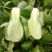 精品油菜