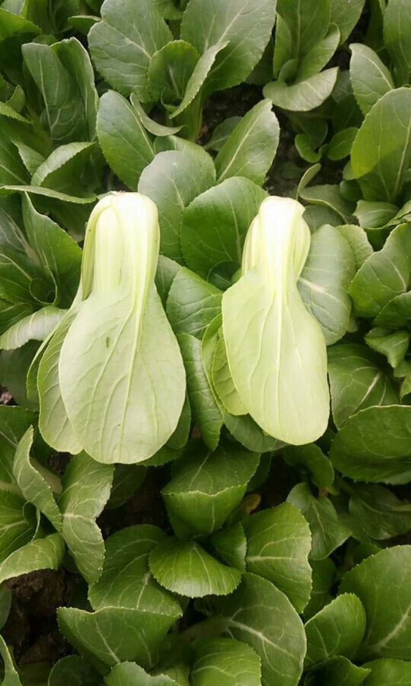 精品油菜