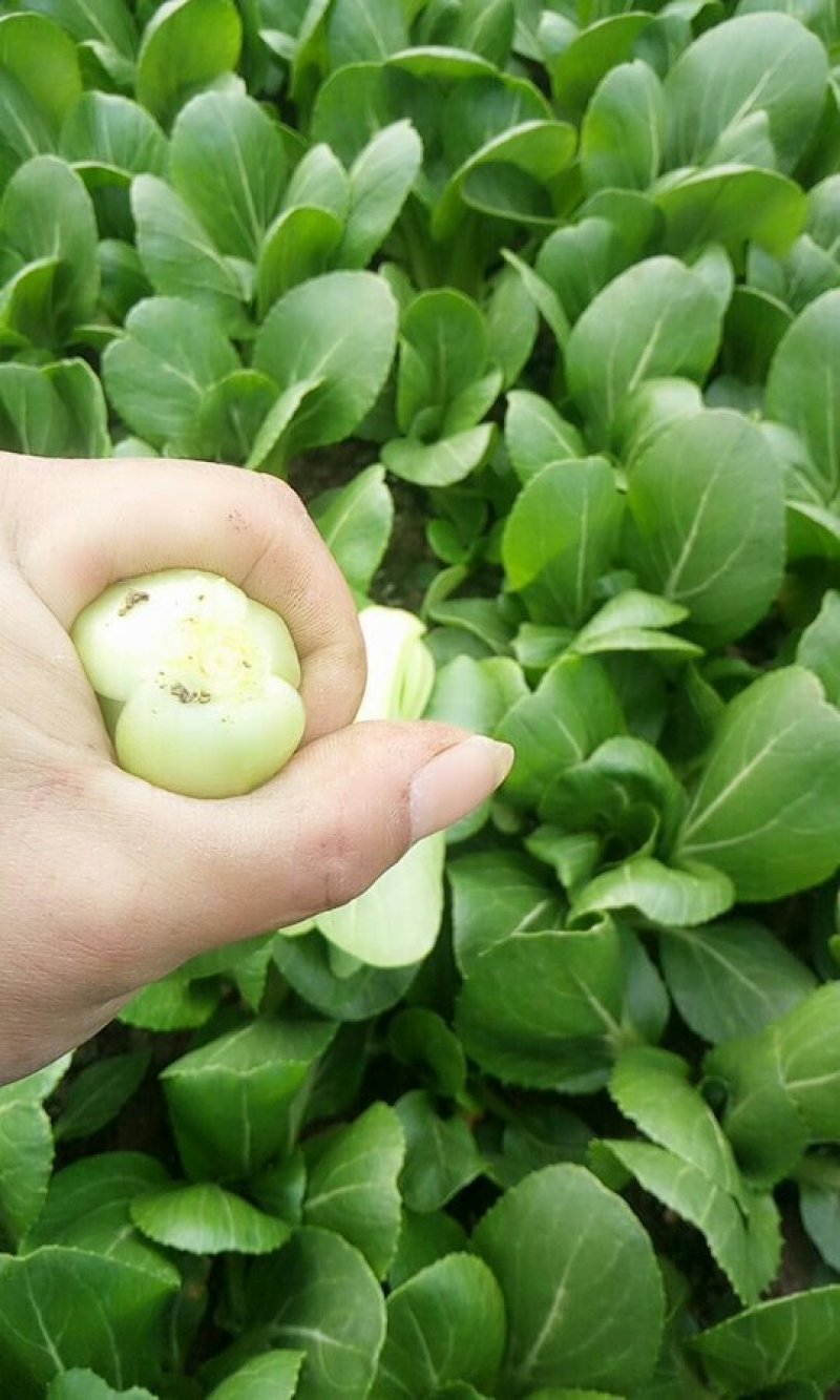 精品油菜