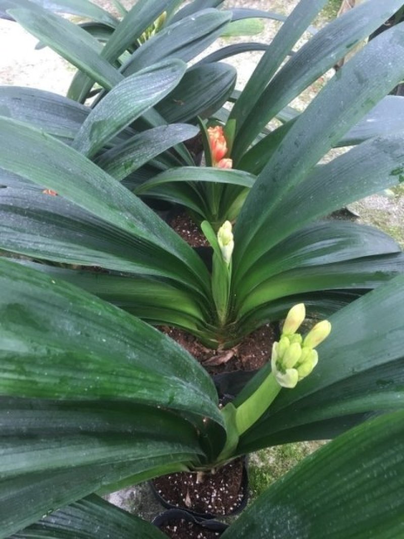 长期供应。红:豆杉。茶花。桂花