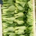 精品油菜