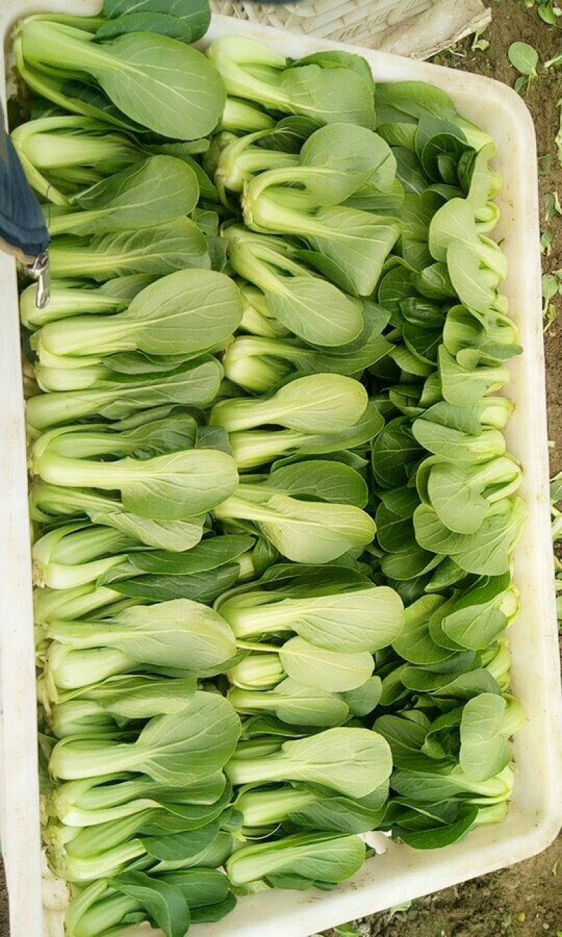 精品油菜