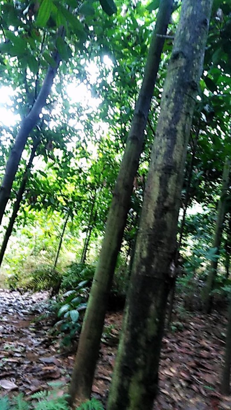 肉桂树(桂枝树)
