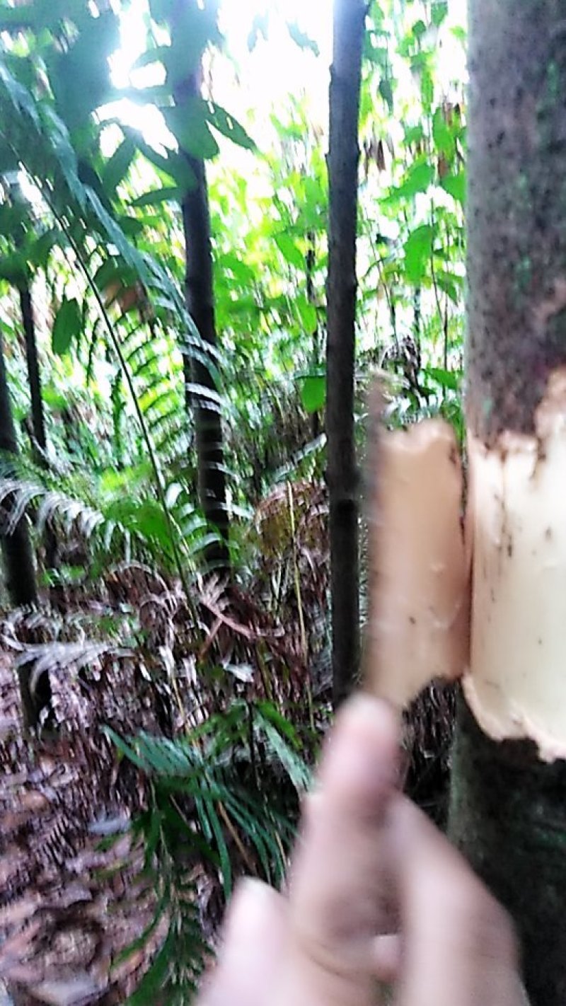 肉桂树(桂枝树)