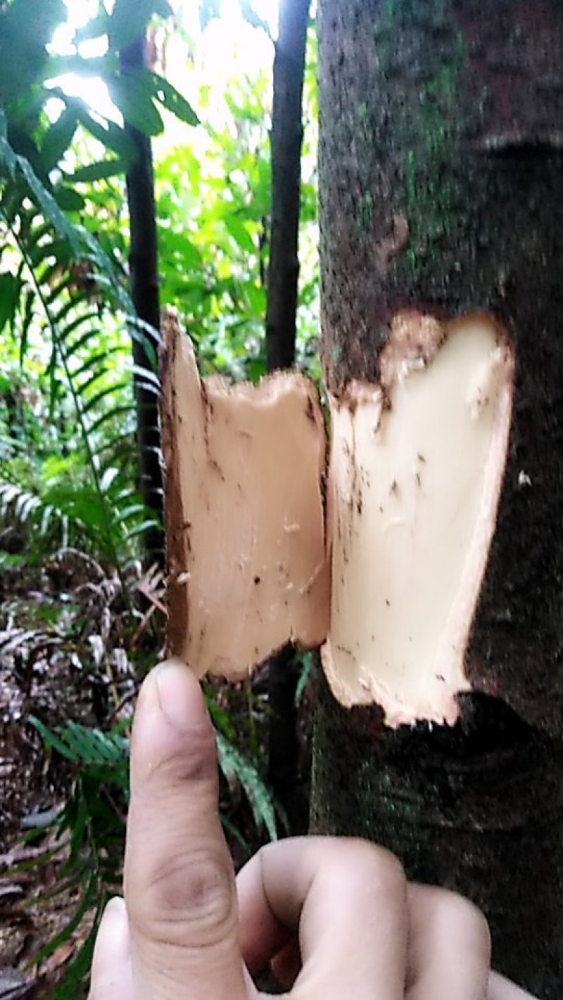 肉桂树(桂枝树)