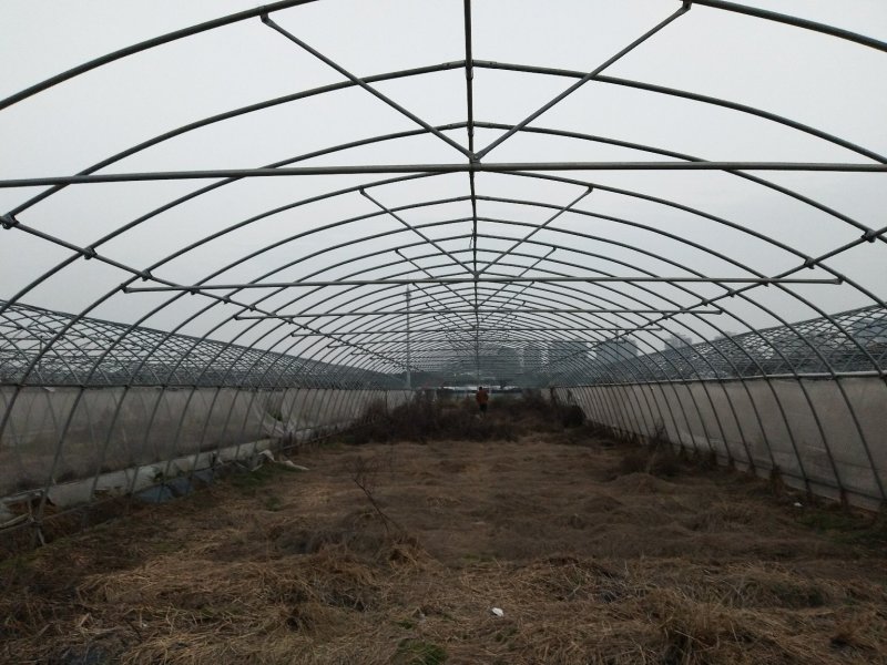上海嘉定150亩地出租种水稻，租金700元每亩