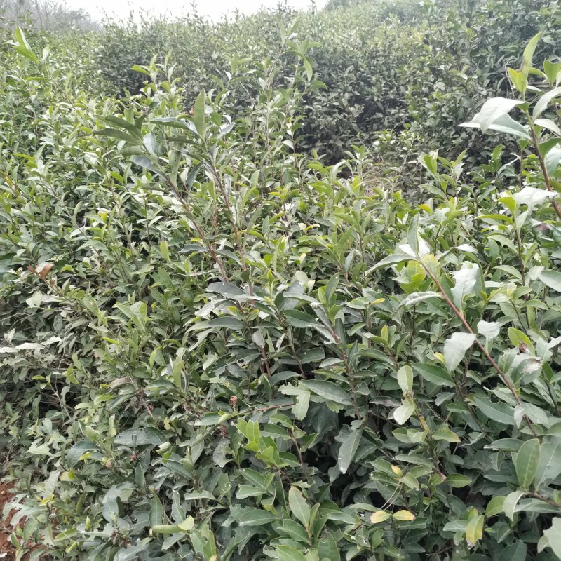 湖北省大悟县（将军县）绿茶