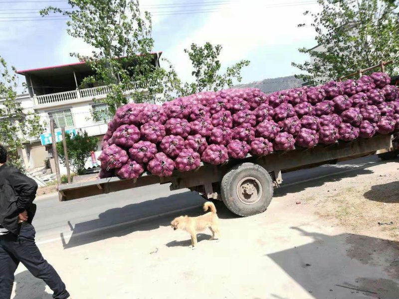 白皮洋葱红皮紫皮黄皮洋葱专业代办几十年诚信为本