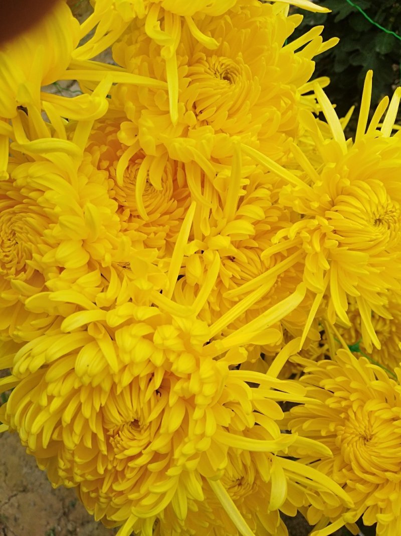 供应金丝皇菊苗