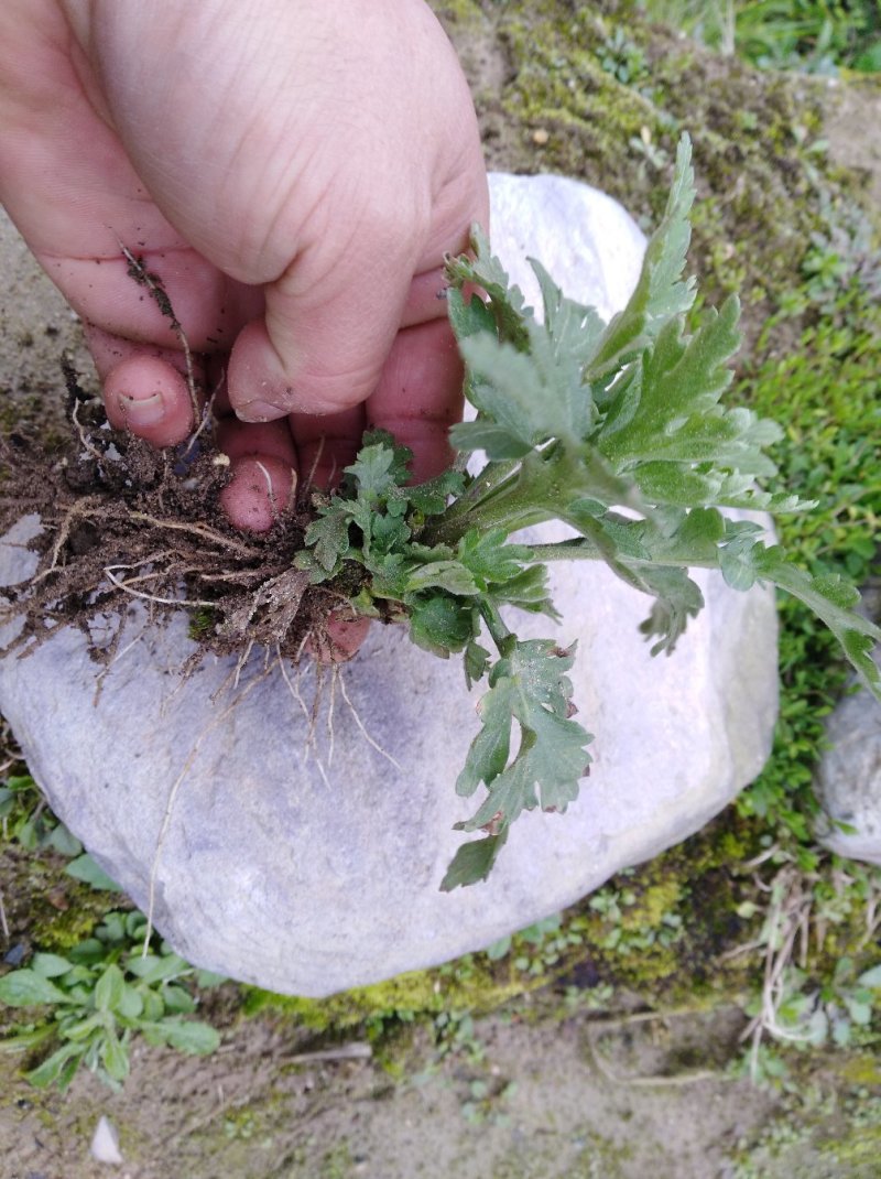 供应金丝皇菊苗