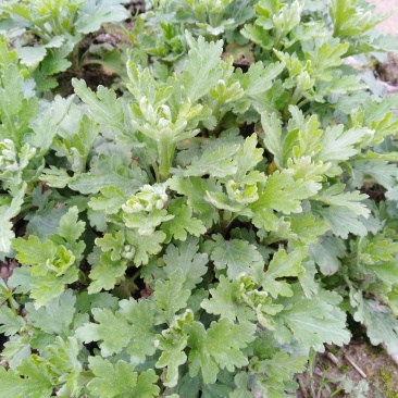 供应金丝皇菊苗