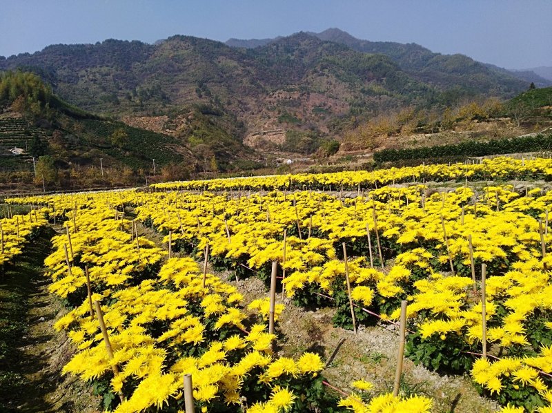 供应金丝皇菊苗