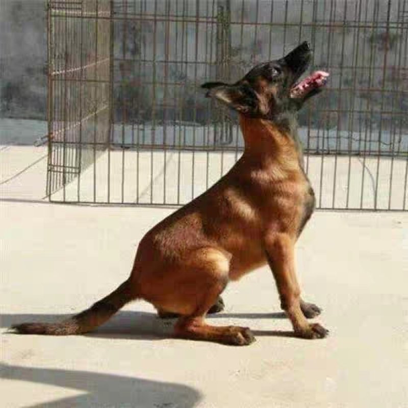 纯种马犬三个月疫苗齐全
