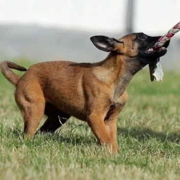 纯种马犬三个月疫苗齐全