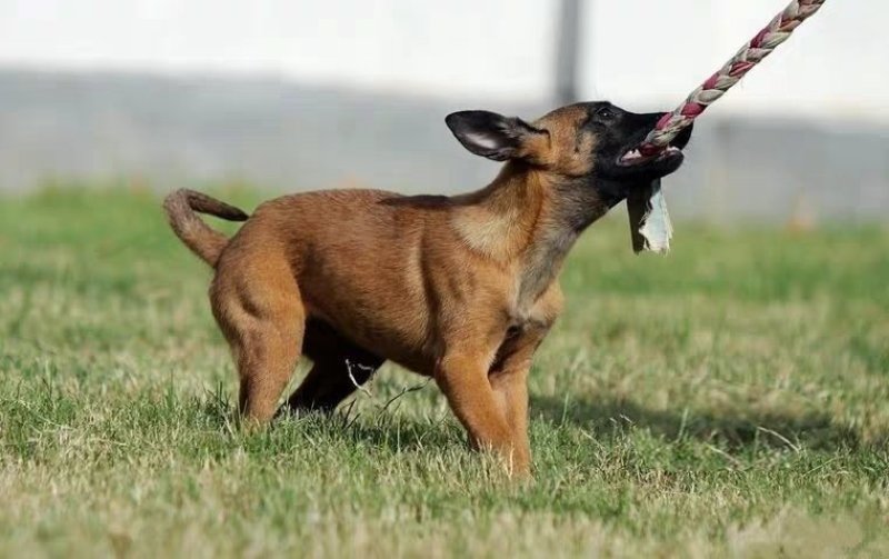 纯种马犬三个月疫苗齐全