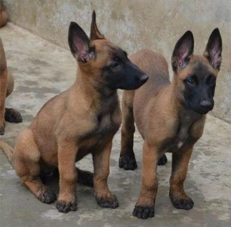 纯种马犬三个月疫苗齐全
