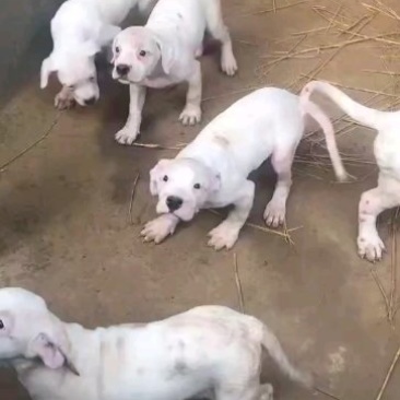 杜高犬三个月疫苗做齐