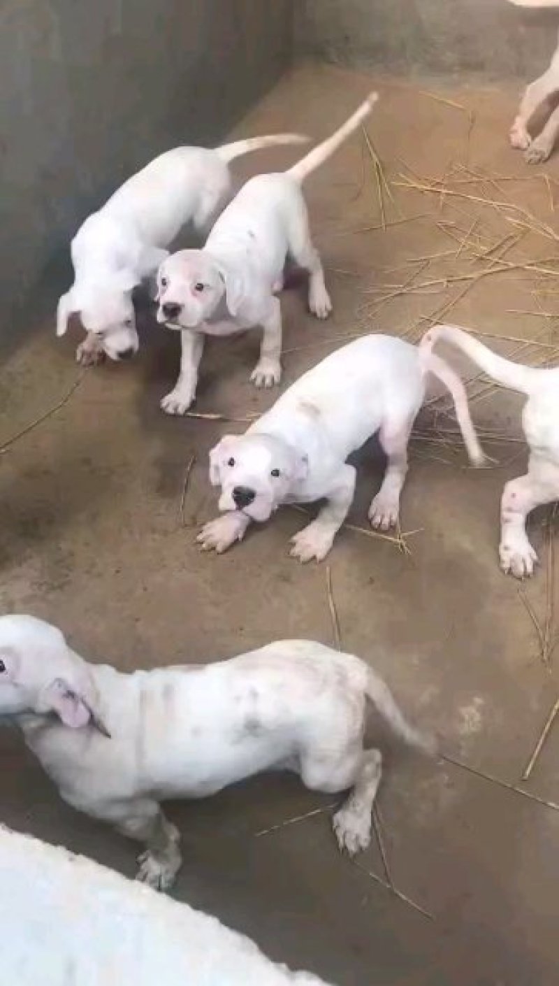 杜高犬三个月疫苗做齐