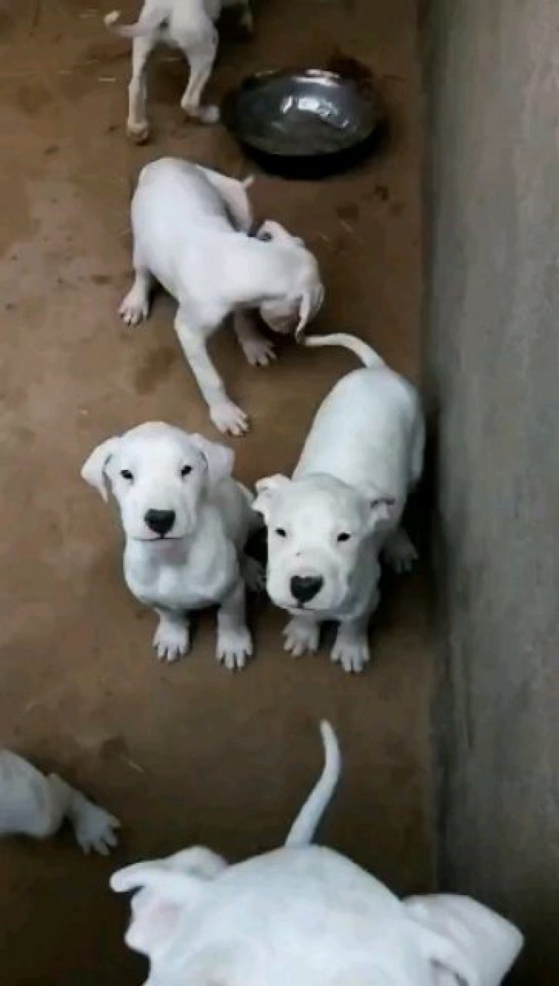 杜高犬三个月疫苗做齐