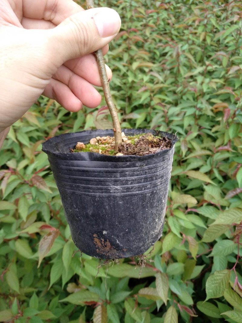 樱花苗永福基地直销一手货源长期供应欢迎参观指导