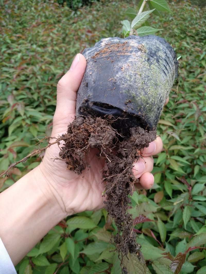 樱花苗永福基地直销一手货源长期供应欢迎参观指导