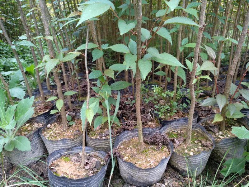 樱花苗永福基地直销一手货源长期供应欢迎参观指导