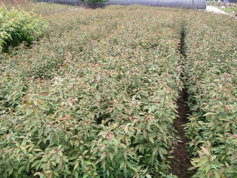 樱花苗永福基地直销一手货源长期供应欢迎参观指导