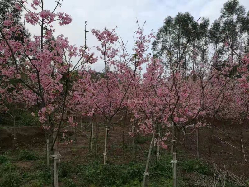 樱花苗永福基地直销一手货源长期供应欢迎参观指导
