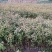 樱花苗永福基地直销一手货源长期供应欢迎参观指导