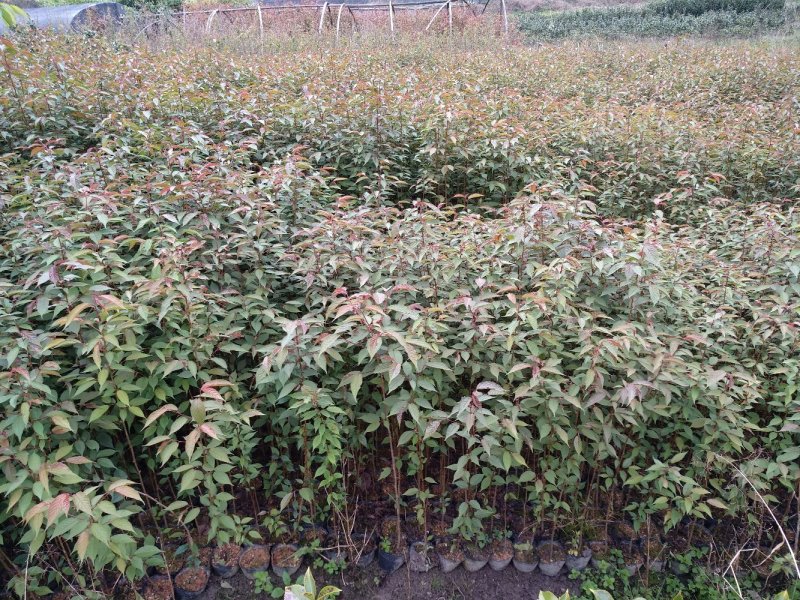 樱花苗永福基地直销一手货源长期供应欢迎参观指导