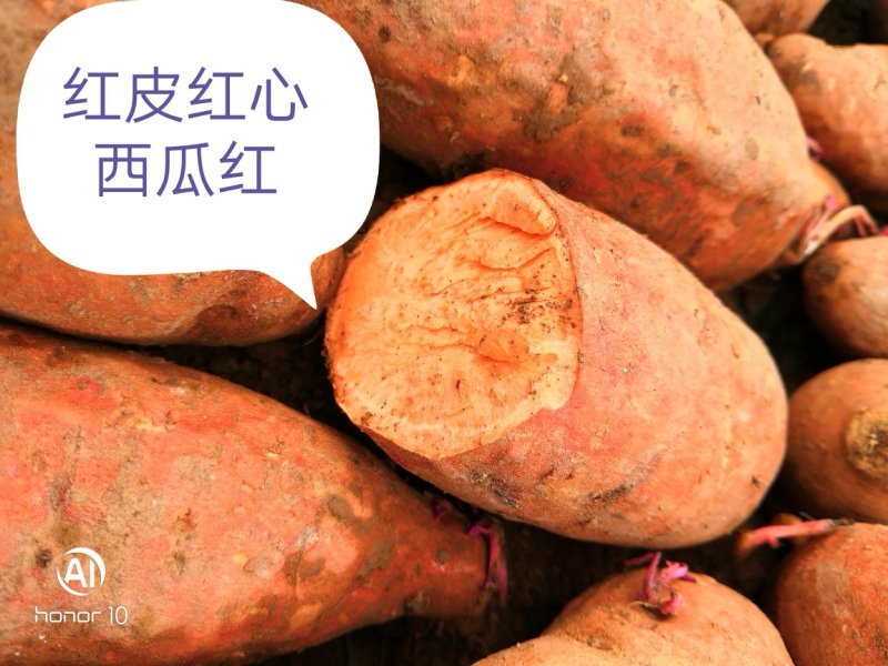 秦薯5号红薯苗15~25cm