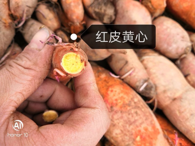 秦薯5号红薯苗15~25cm