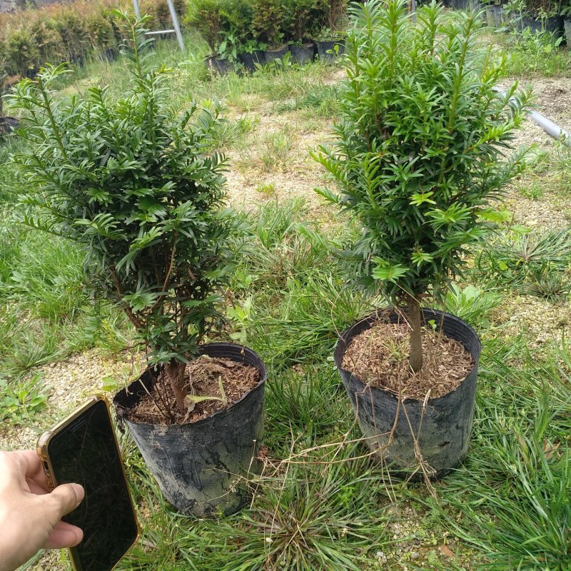 红豆杉盆栽苗种植户直销一手货源视频看货长期供应量大从优