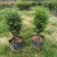 红豆杉盆栽苗种植户直销一手货源视频看货长期供应量大从优