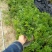 红豆杉盆栽苗种植户直销一手货源视频看货长期供应量大从优