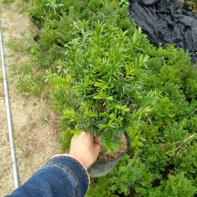 红豆杉盆栽苗种植户直销一手货源视频看货长期供应量大从优