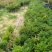 红豆杉盆栽苗种植户直销一手货源视频看货长期供应量大从优