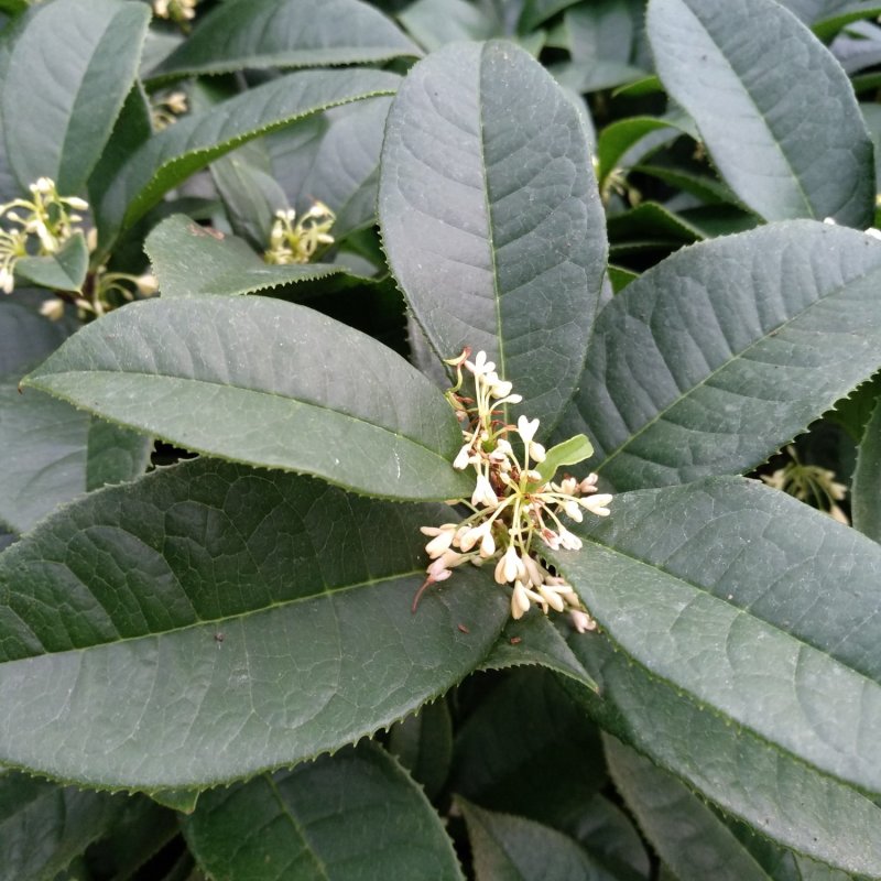 桂花杯苗树苗绿化苗基地直销批发福建产地一手货源可视频实地