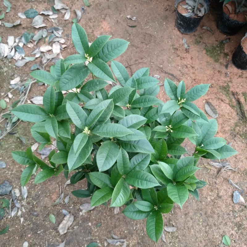 桂花杯苗树苗绿化苗基地直销批发福建产地一手货源可视频实地