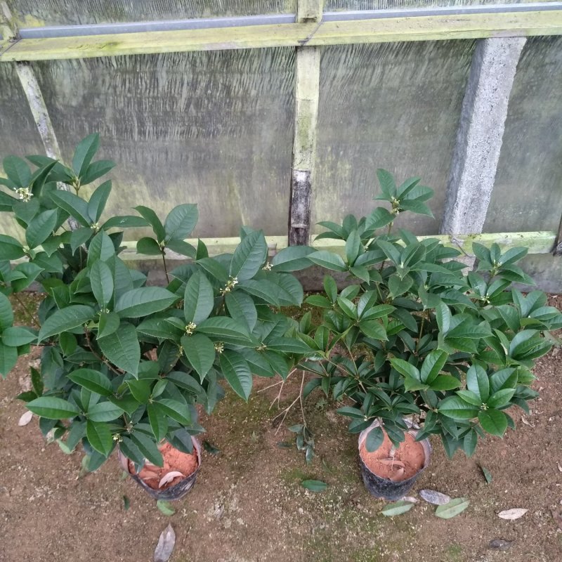 桂花杯苗树苗绿化苗基地直销批发福建产地一手货源可视频实地