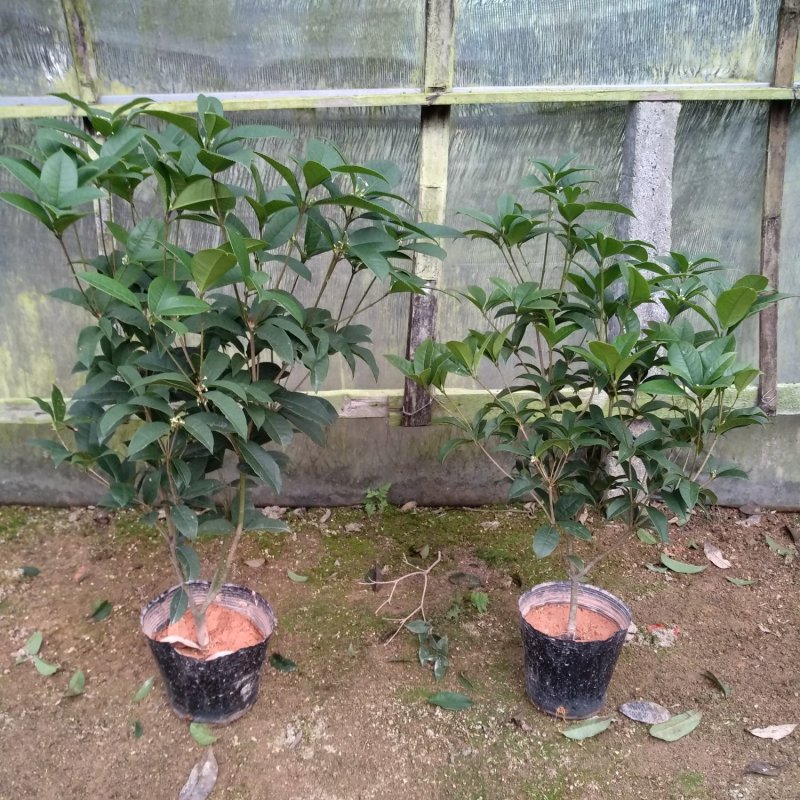 桂花杯苗树苗绿化苗基地直销批发福建产地一手货源可视频实地