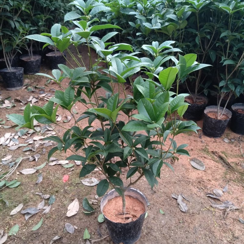 桂花杯苗树苗绿化苗基地直销批发福建产地一手货源可视频实地