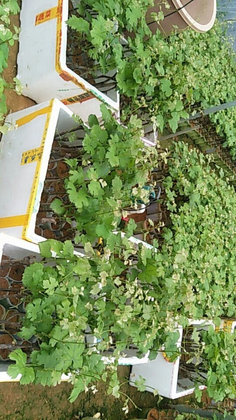 巨峰、夏黑葡萄杯苗，买苗技术全程指导
