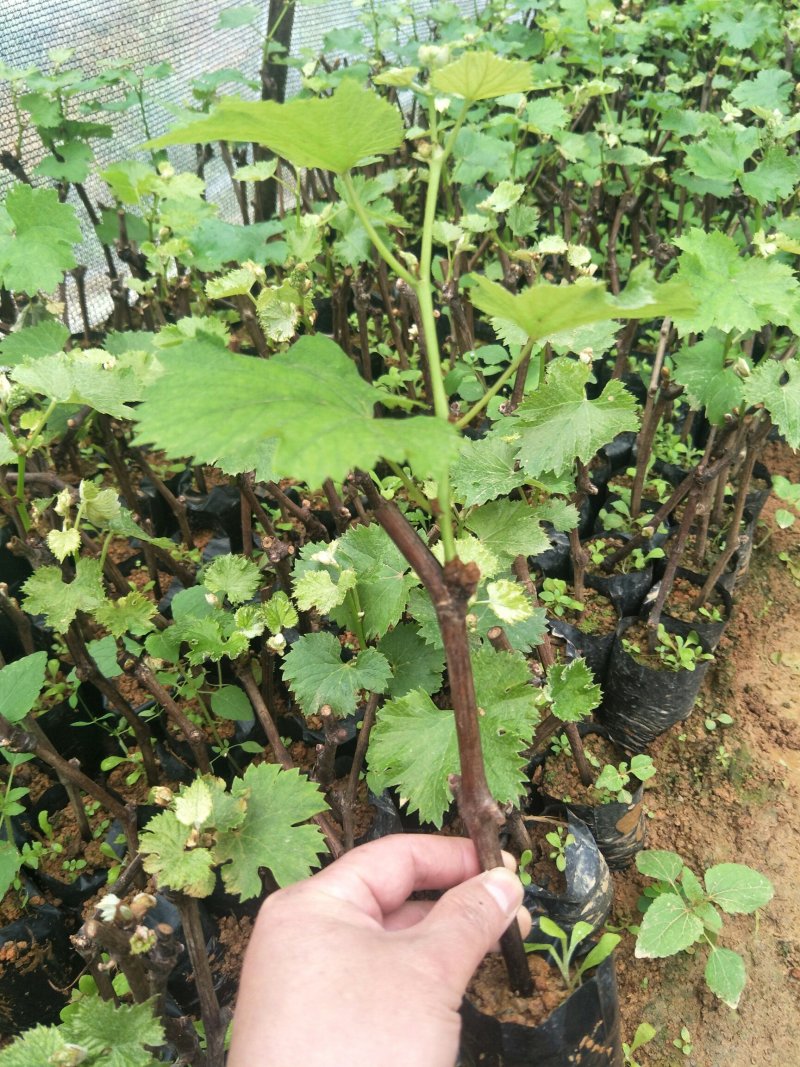 巨峰、夏黑葡萄杯苗，买苗技术全程指导