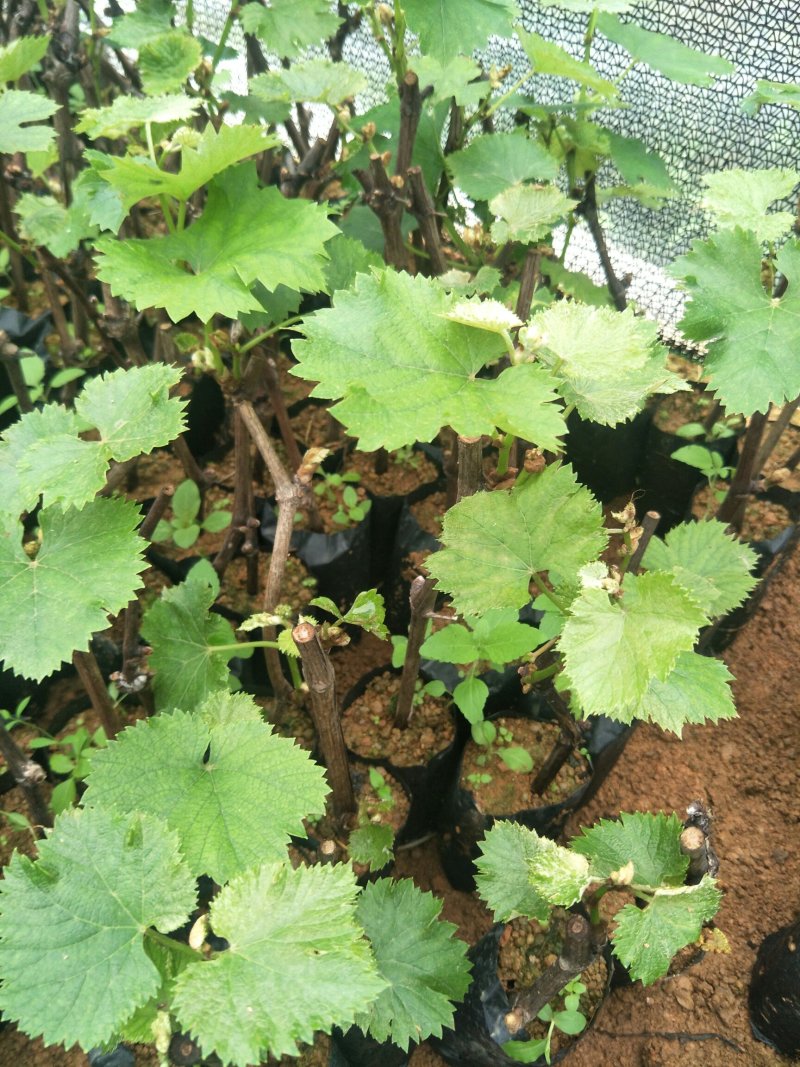 巨峰、夏黑葡萄杯苗，买苗技术全程指导